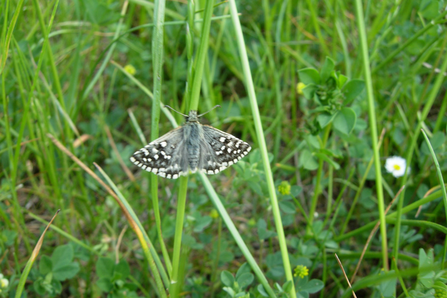 Erynnis tages e Pyrgus malvoides